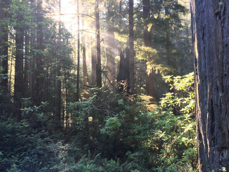 Redwoods, Sunlight on ferns